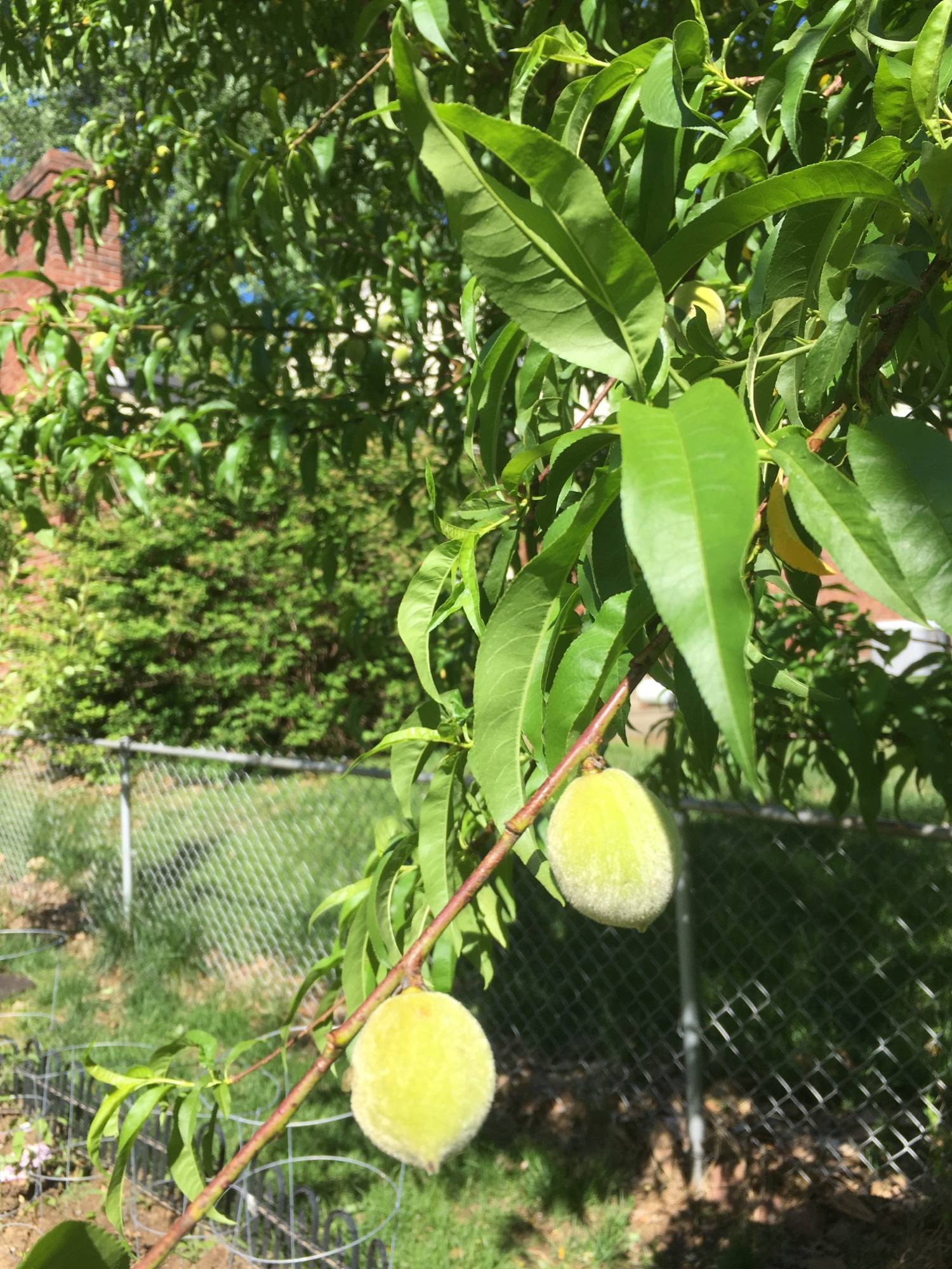 🍑 Temporada de duraznos: melocotones, nectarinas y el verano en una fruta