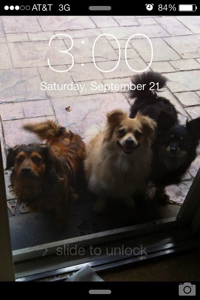 🐶Definitivamente los perros