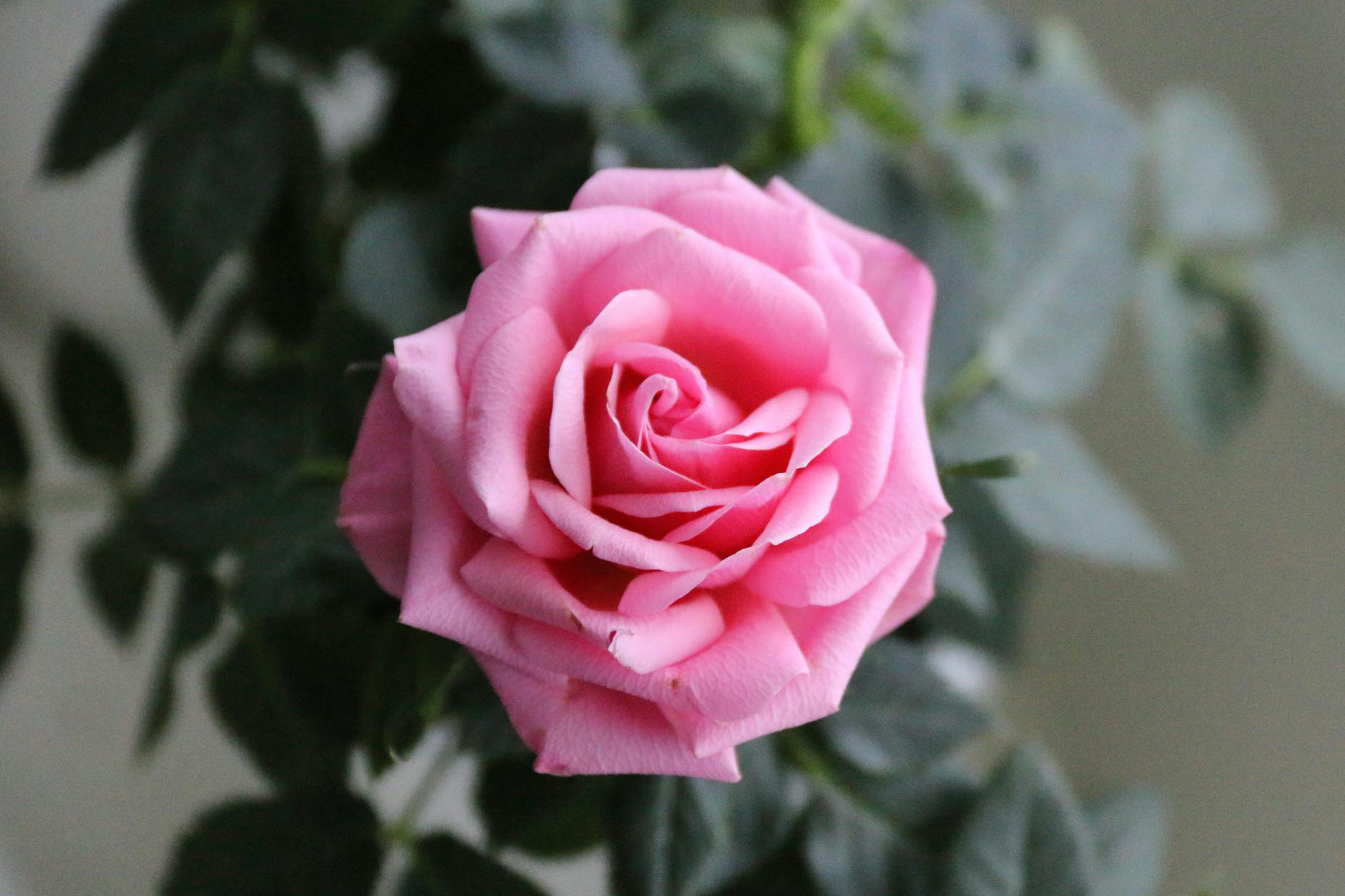 🌹No todo es color de rosa