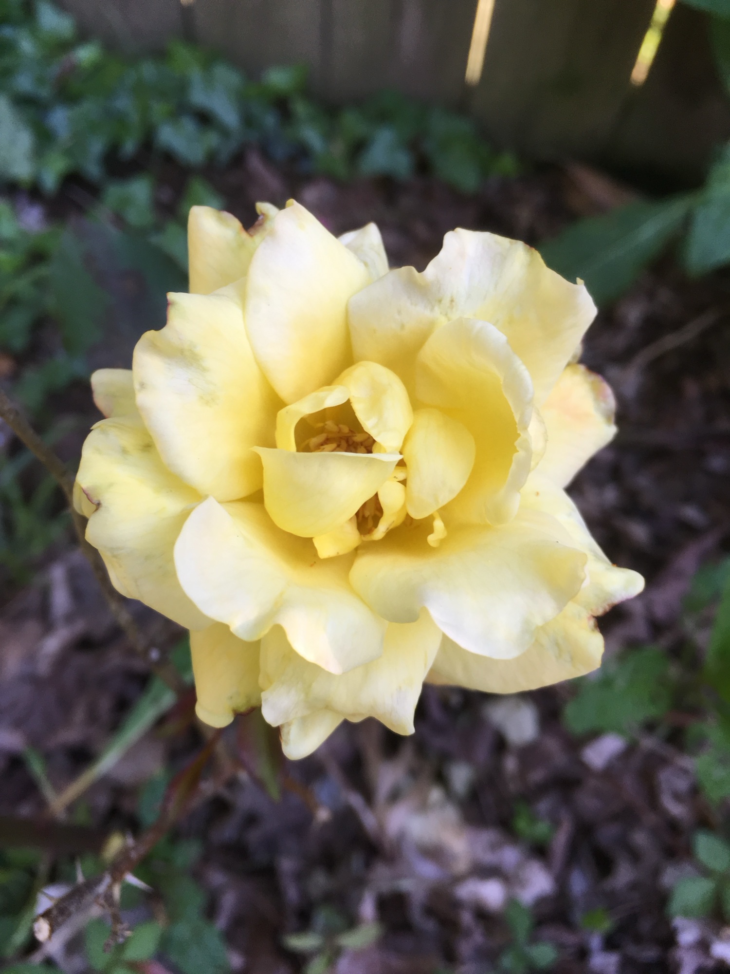 🌸 Madrecita del alma querida