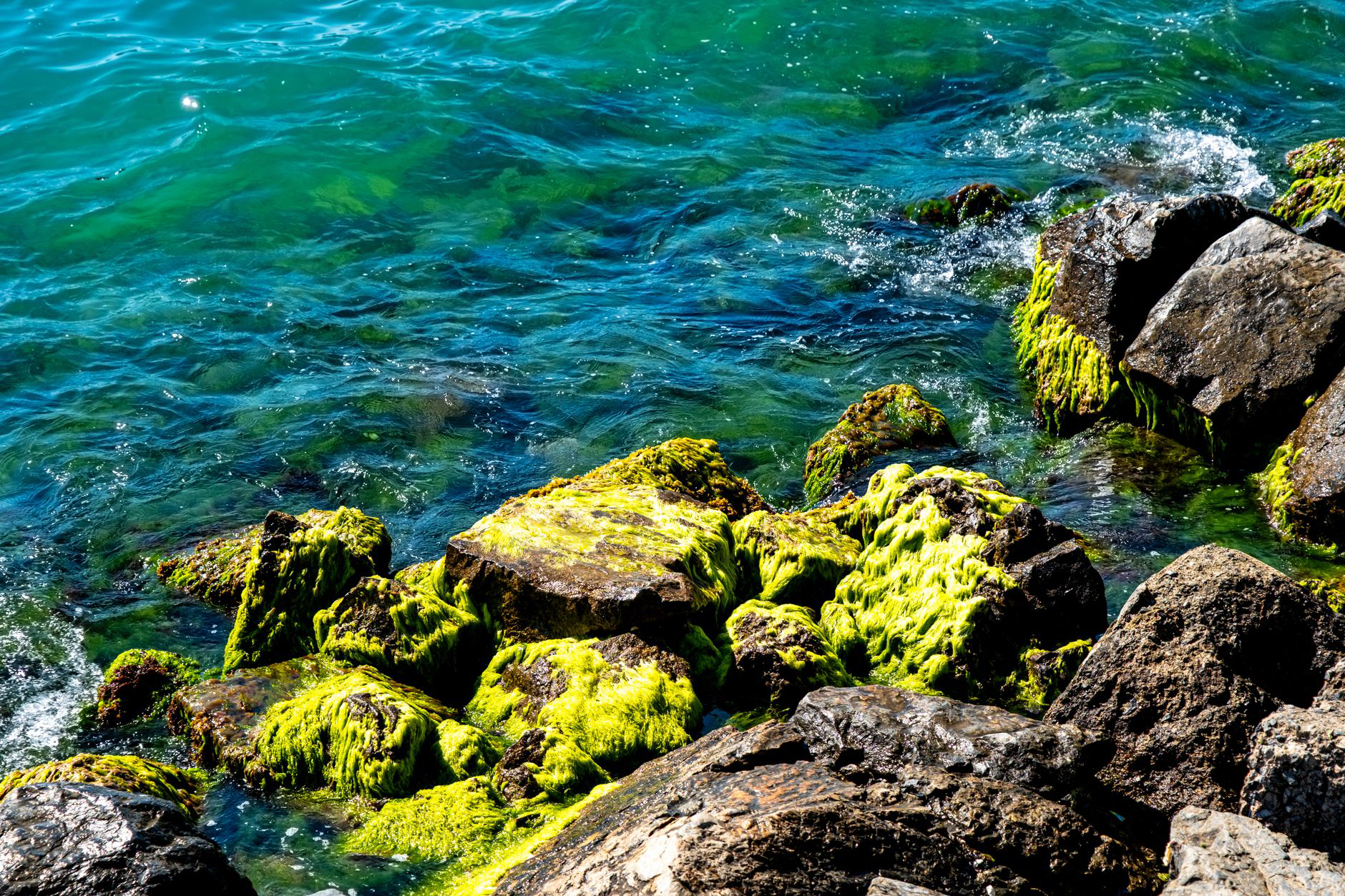 🌊Beneficios de la espirulina: qué es, para qué sirve y cómo tomarla sin náuseas