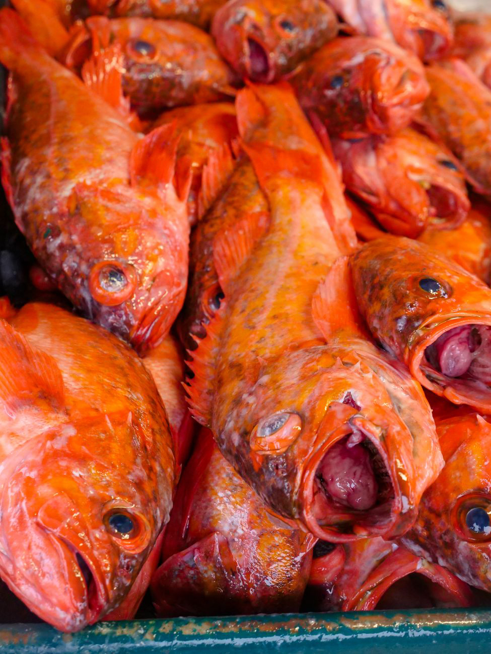 🐟 Orange Roughy: La guía para reconciliarte con el pescado (#FishNoTanFishy)